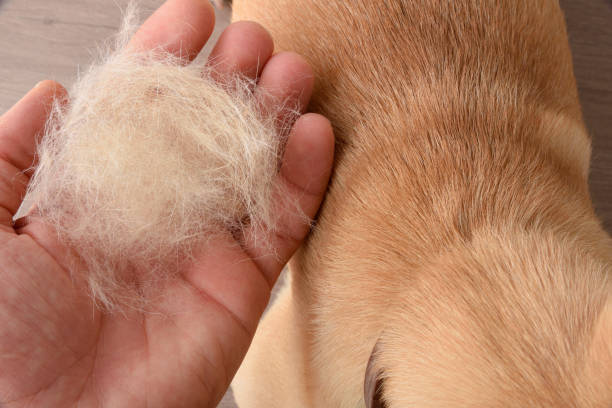Cómo quitar los pelos de tu perro o gato de los muebles y de la ropa (5  trucos infalibles)